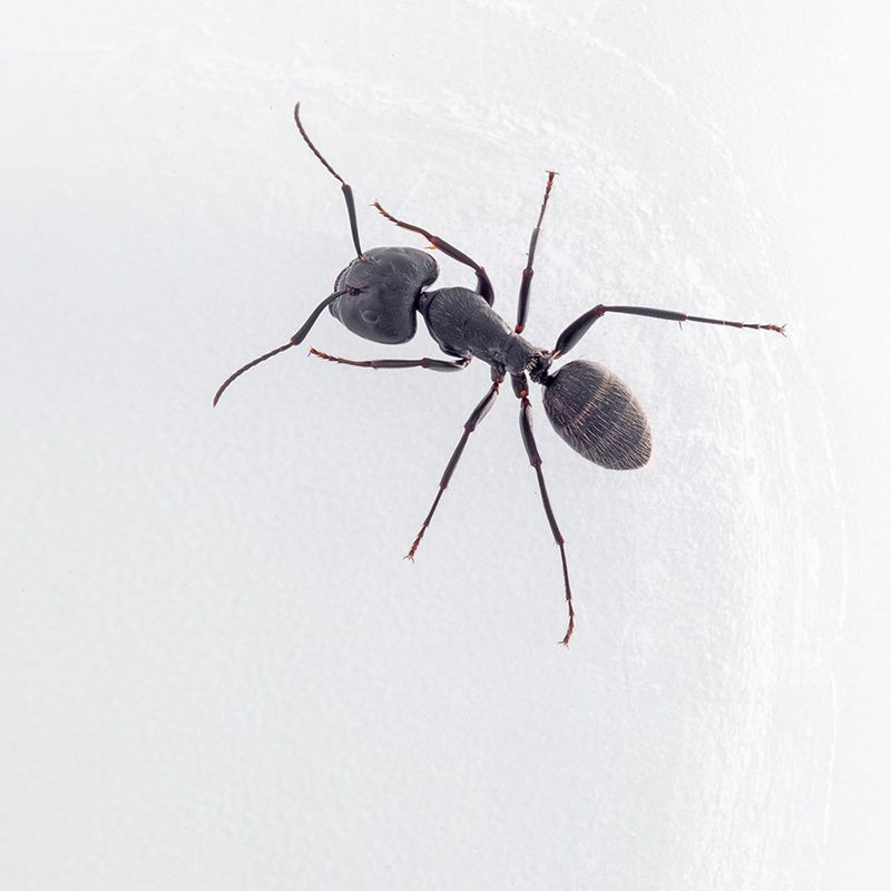 Formica da id. : Camponotus vagus, operaia maggiore